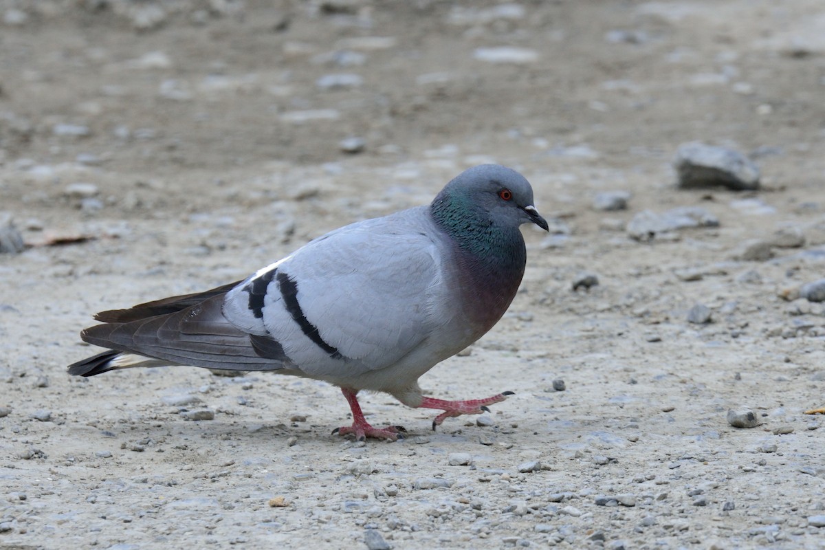 Hill Pigeon - Snehasis Sinha