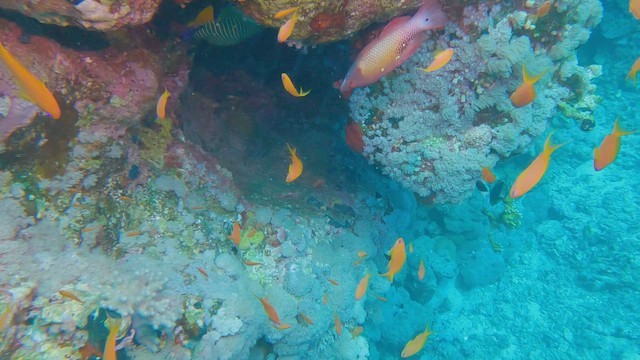 Diana's Hogfish - ML658296047