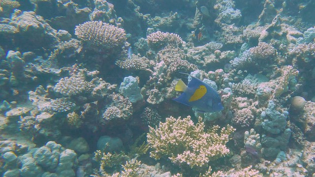 Pesce angelo persiano - ML658296216