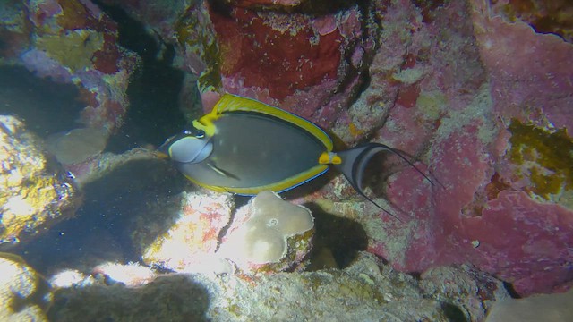 Pesce unicorno arancione occidentale - ML658296217