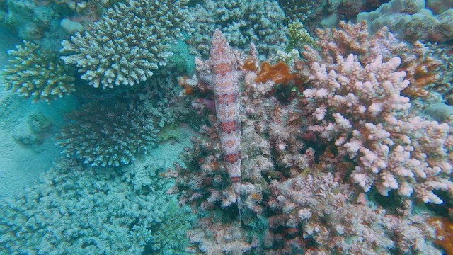 Pesce lucertola variegato - ML658296218