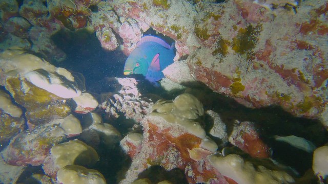 Pesce pappagallo scuro - ML658296219