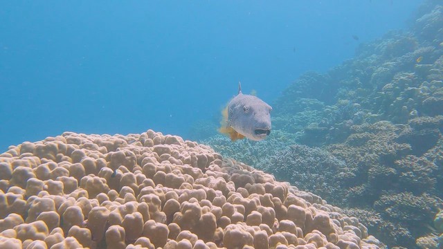 Pesce palla stellato - ML658296229