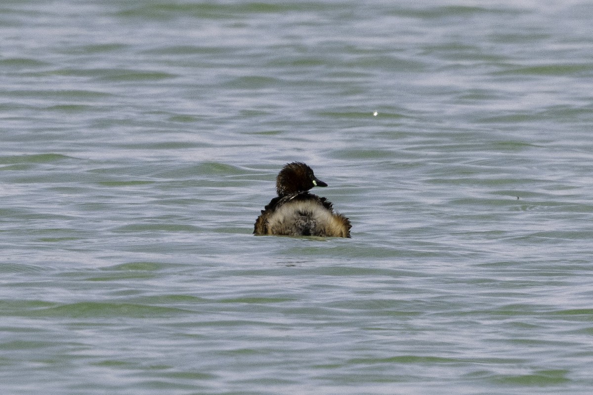 Little Grebe - ML658296490