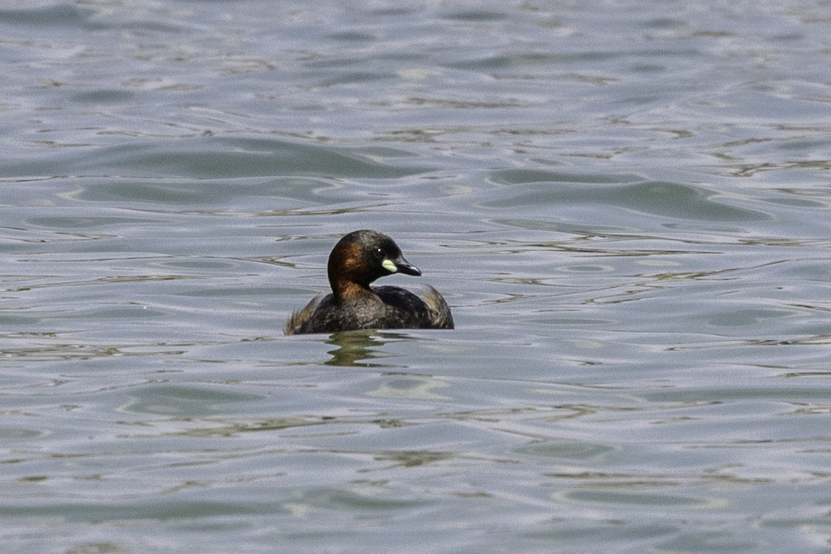 Little Grebe - ML658296491