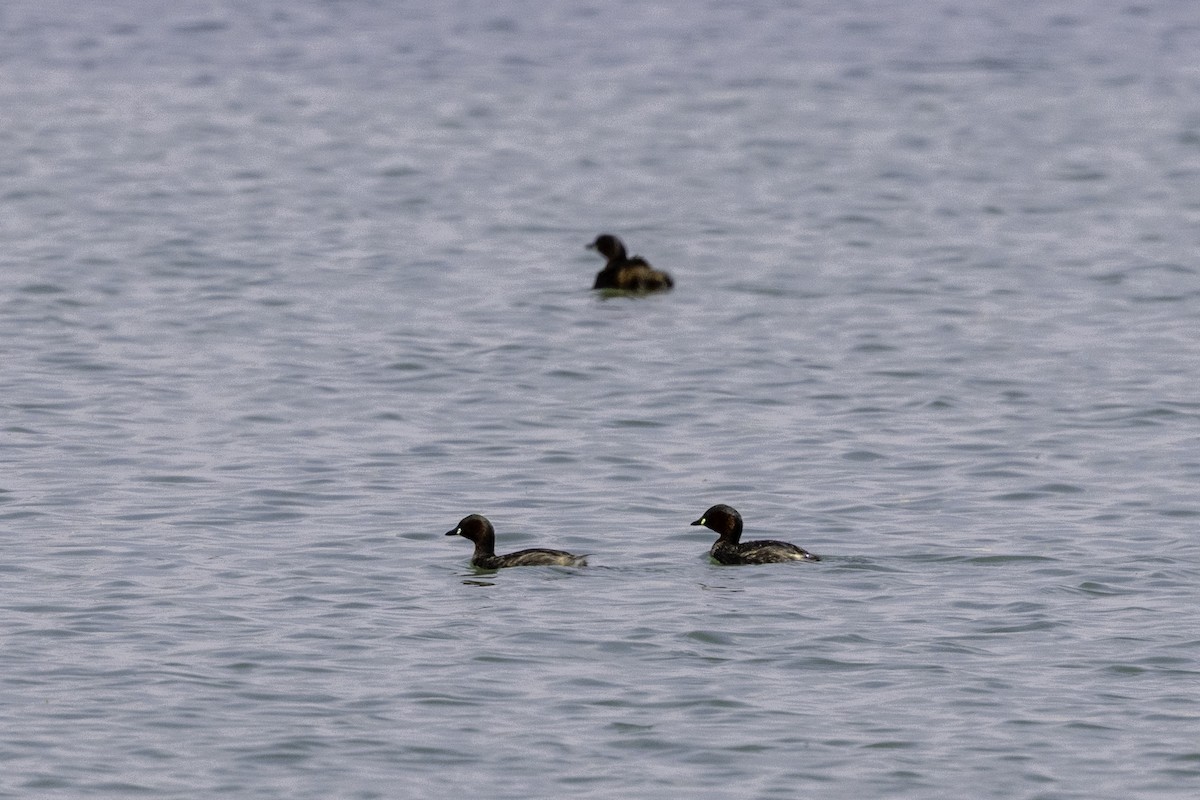Little Grebe - ML658296492
