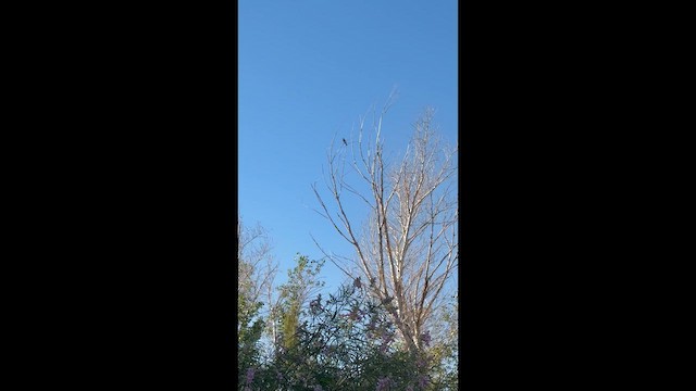 White-winged Dove - ML658297458