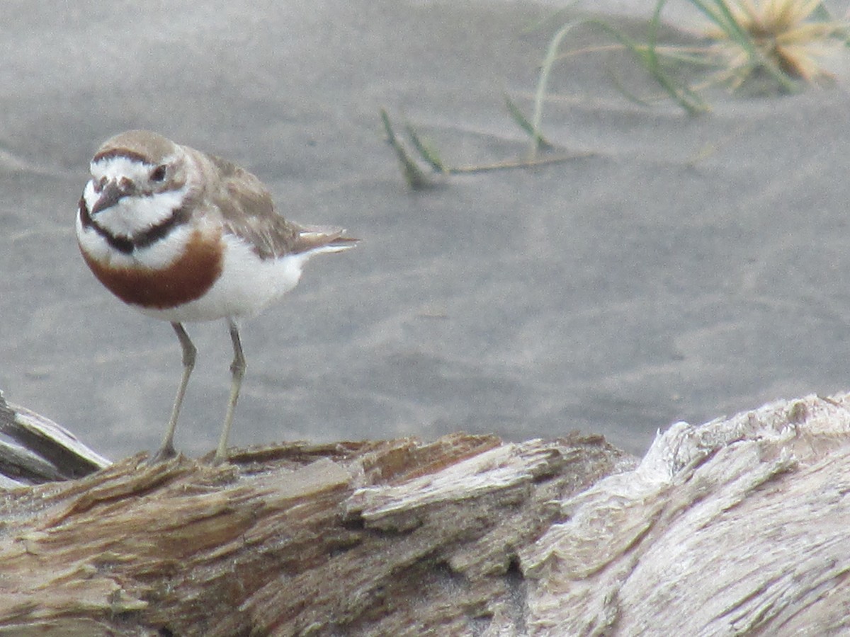 Double-banded Plover - ML65829971