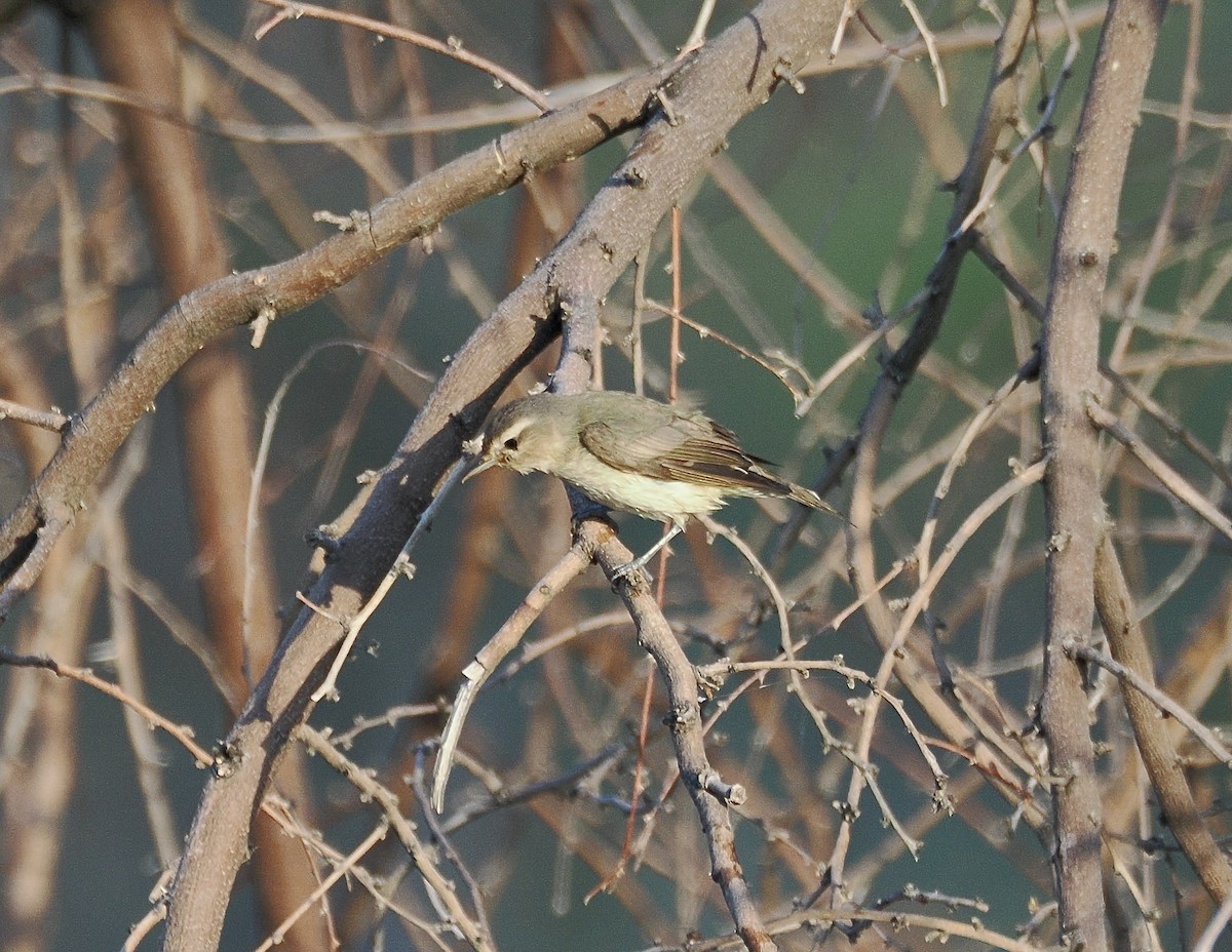 Western Warbling Vireo - ML658299985