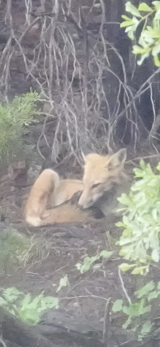Renard roux - ML658300869