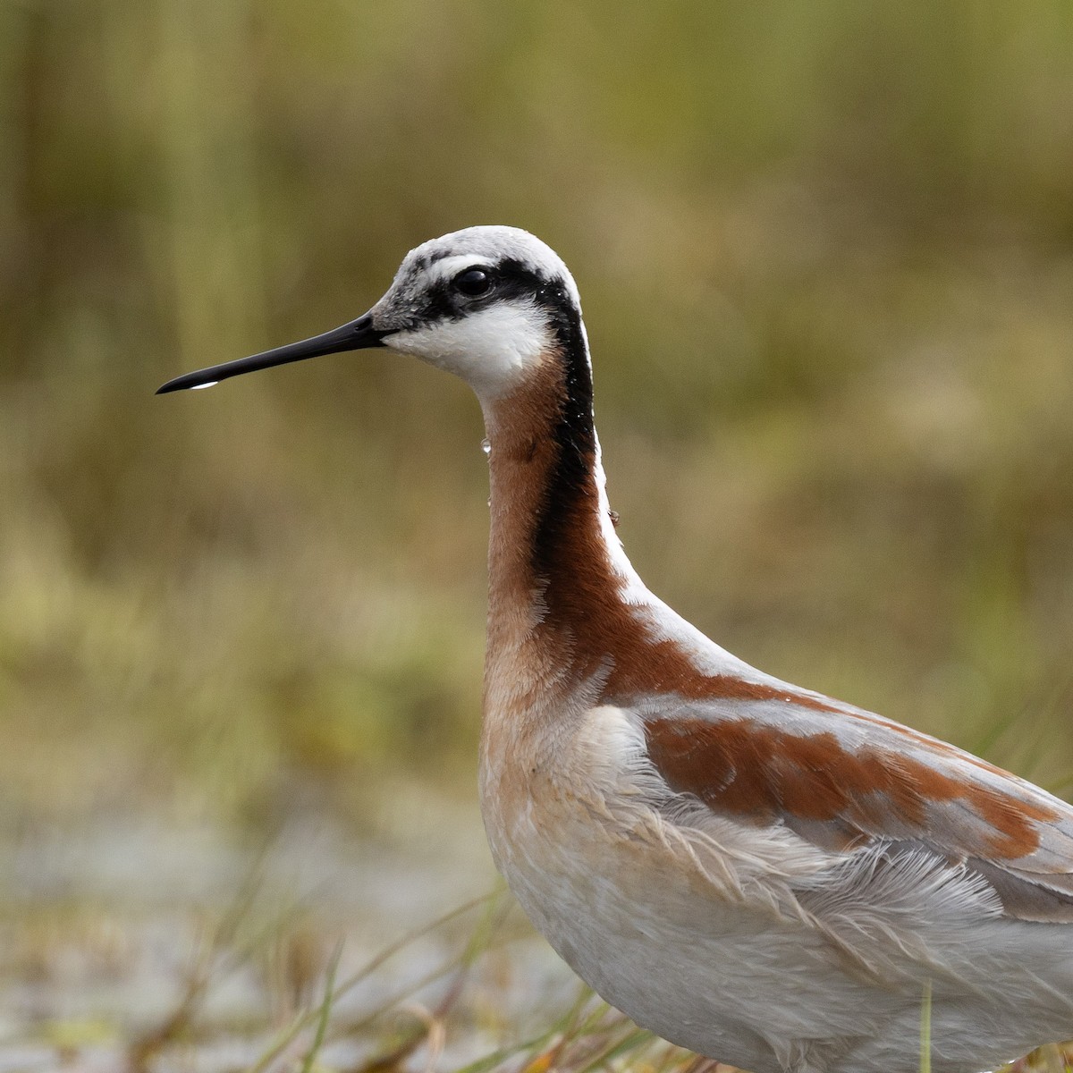 Wilson's Phalarope - ML658304439