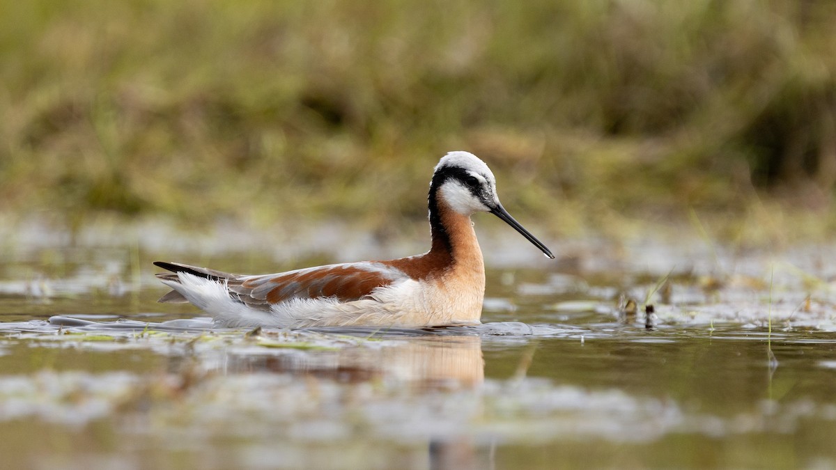 Wilson's Phalarope - ML658304441
