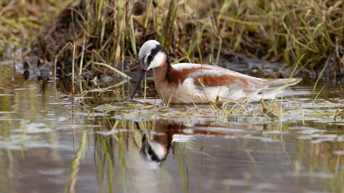 Wilson's Phalarope - ML658304453