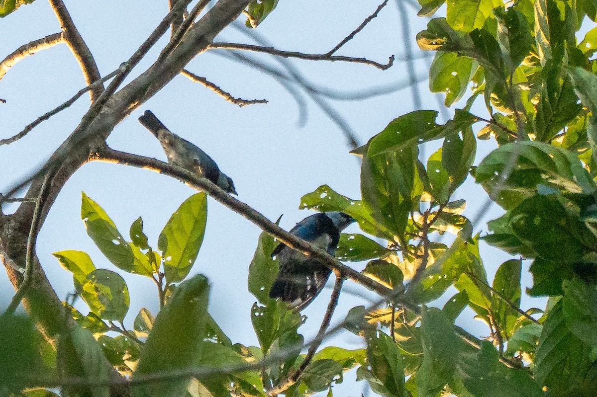 Masked Tanager - Stilpnia nigrocincta - Media Search - Macaulay Library ...