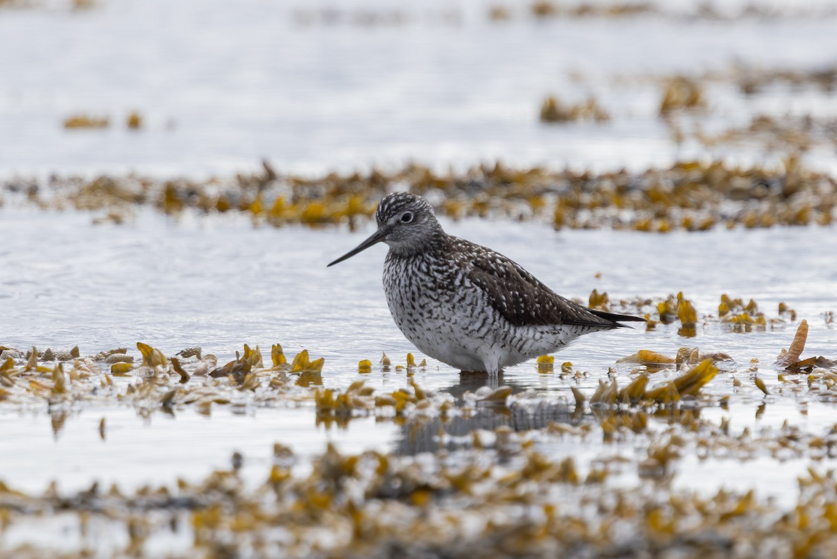 Greater Yellowlegs - ML658306646