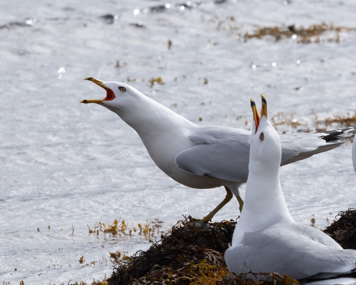 Ring-billed Gull - ML658306661