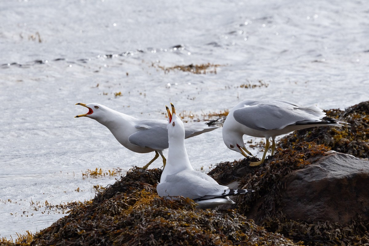 Ring-billed Gull - ML658306662