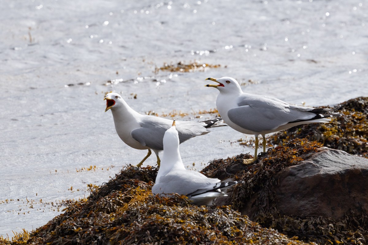 Ring-billed Gull - ML658306663