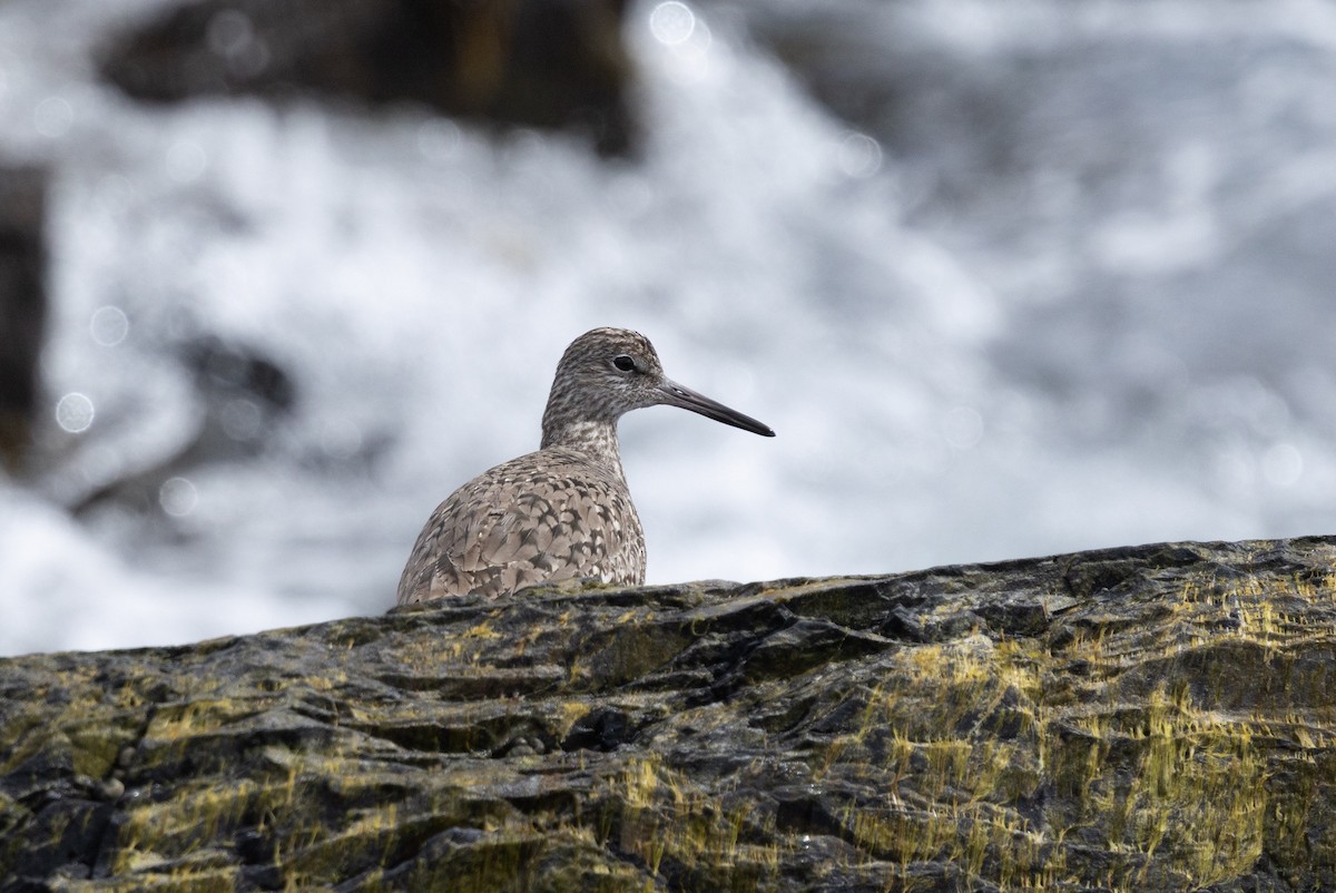 Willet - ML658306696