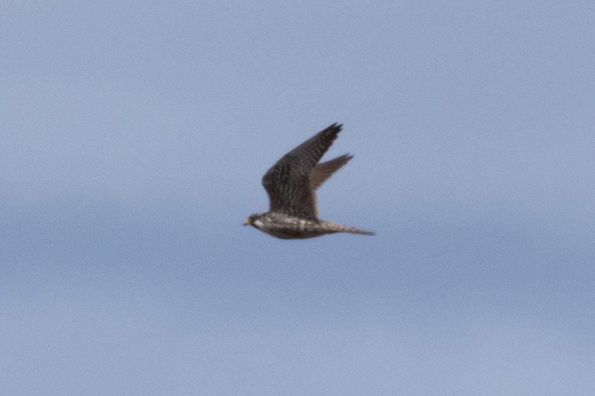 Peregrine Falcon - ML658306778