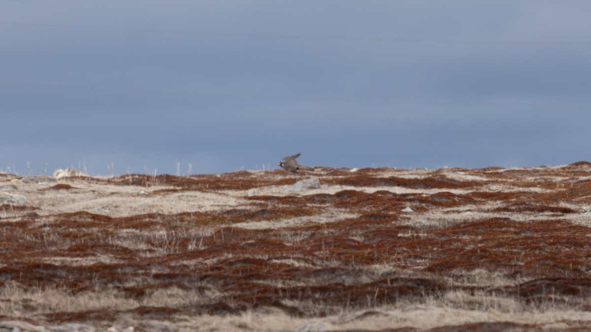 Peregrine Falcon - ML658306779