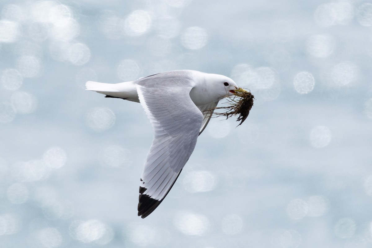 Black-legged Kittiwake - ML658306827