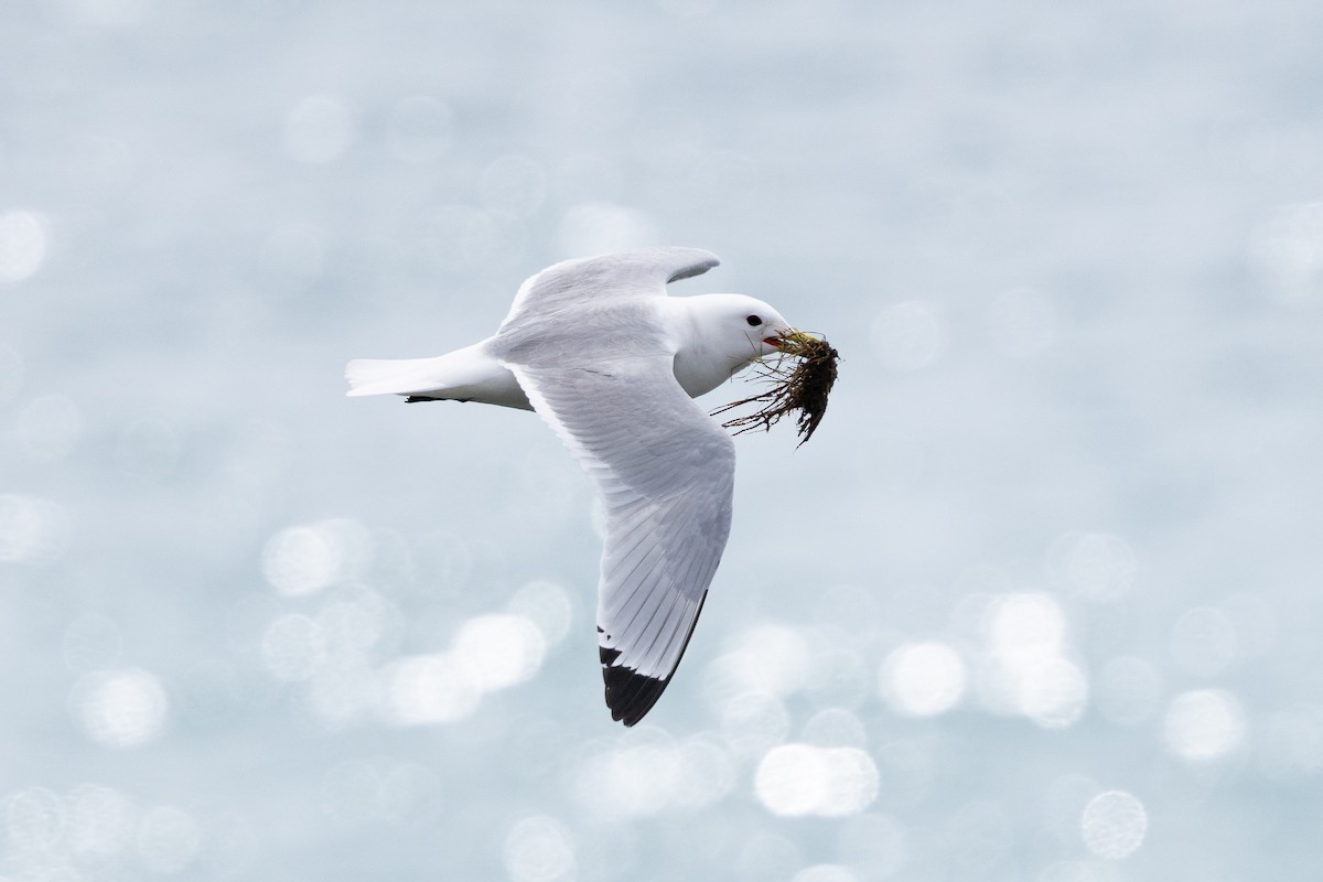 Black-legged Kittiwake - ML658306828