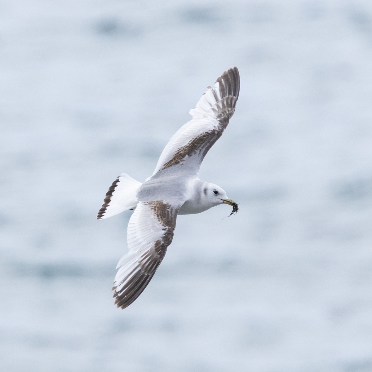 Black-legged Kittiwake - ML658306829