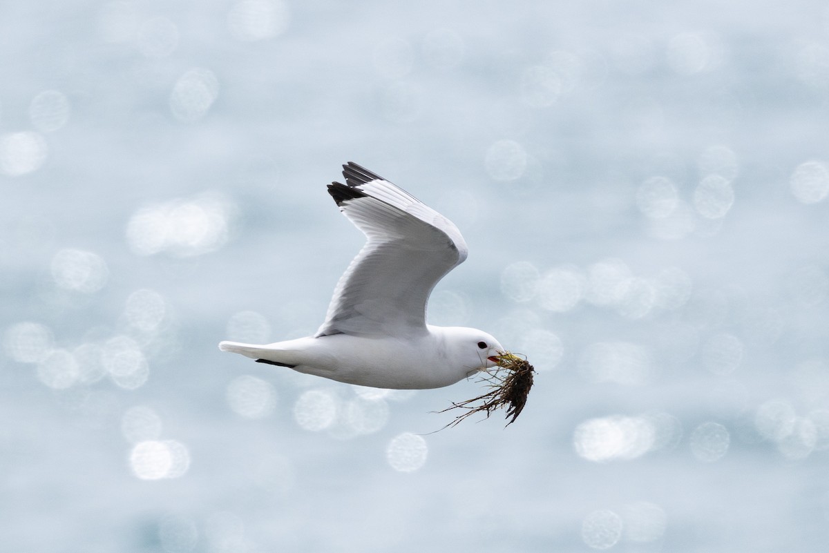 Black-legged Kittiwake - ML658306830