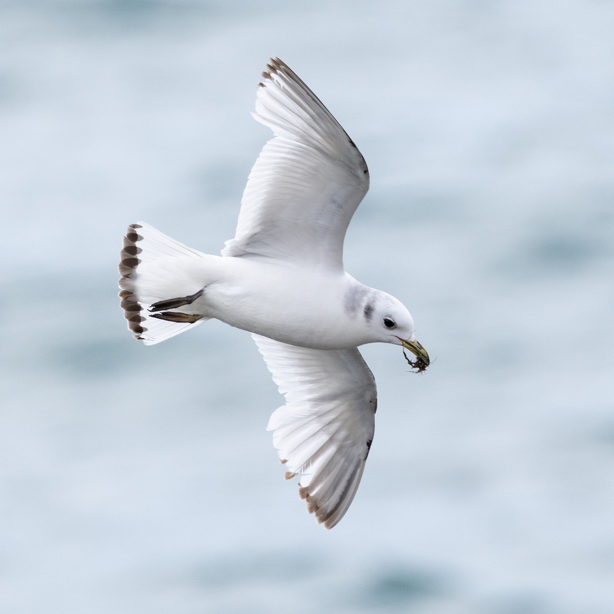Black-legged Kittiwake - ML658306832