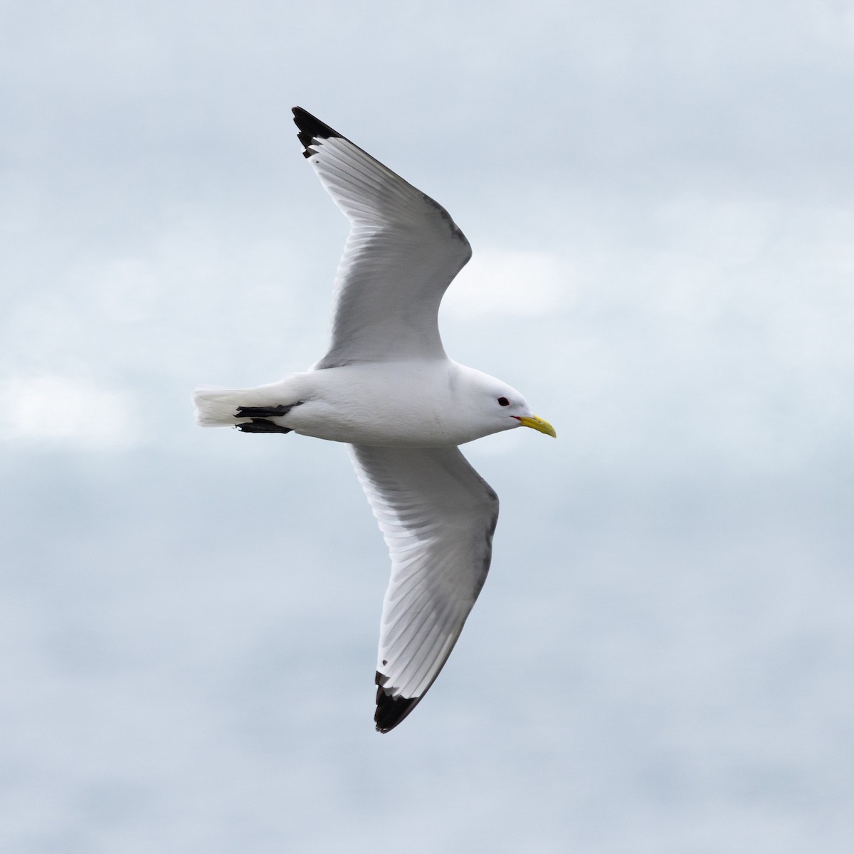 Black-legged Kittiwake - ML658306833
