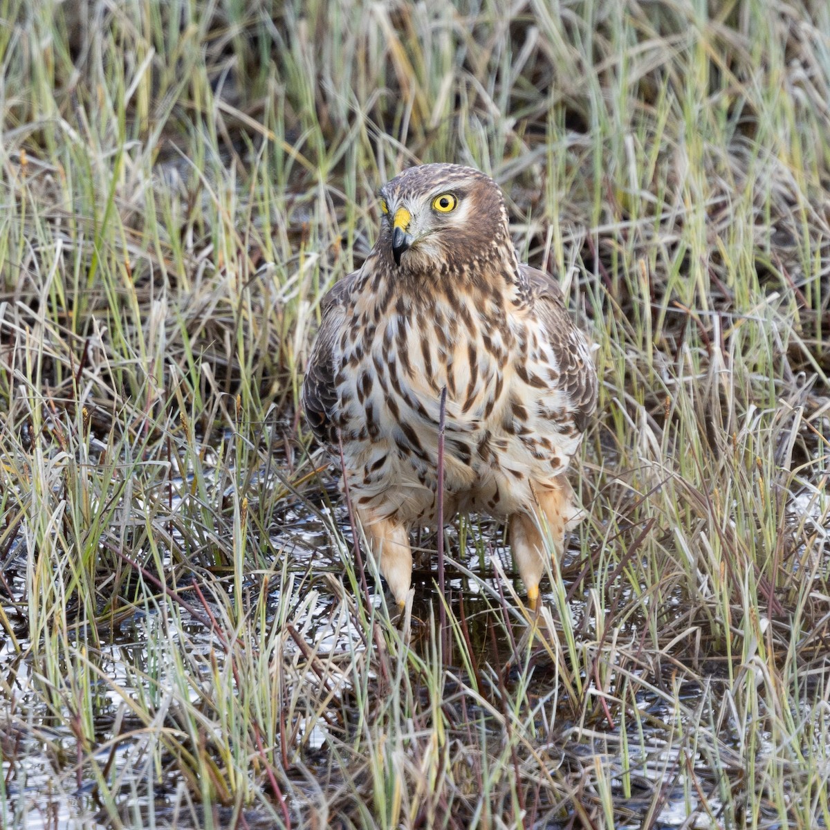 Northern Harrier - ML658306887