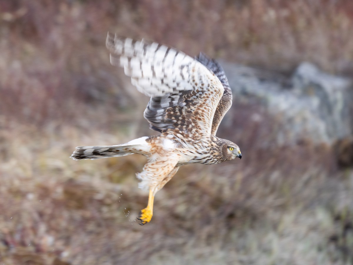 Northern Harrier - ML658306888