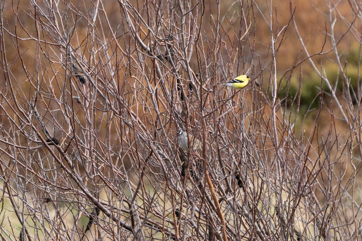 White-crowned Sparrow - ML658306918