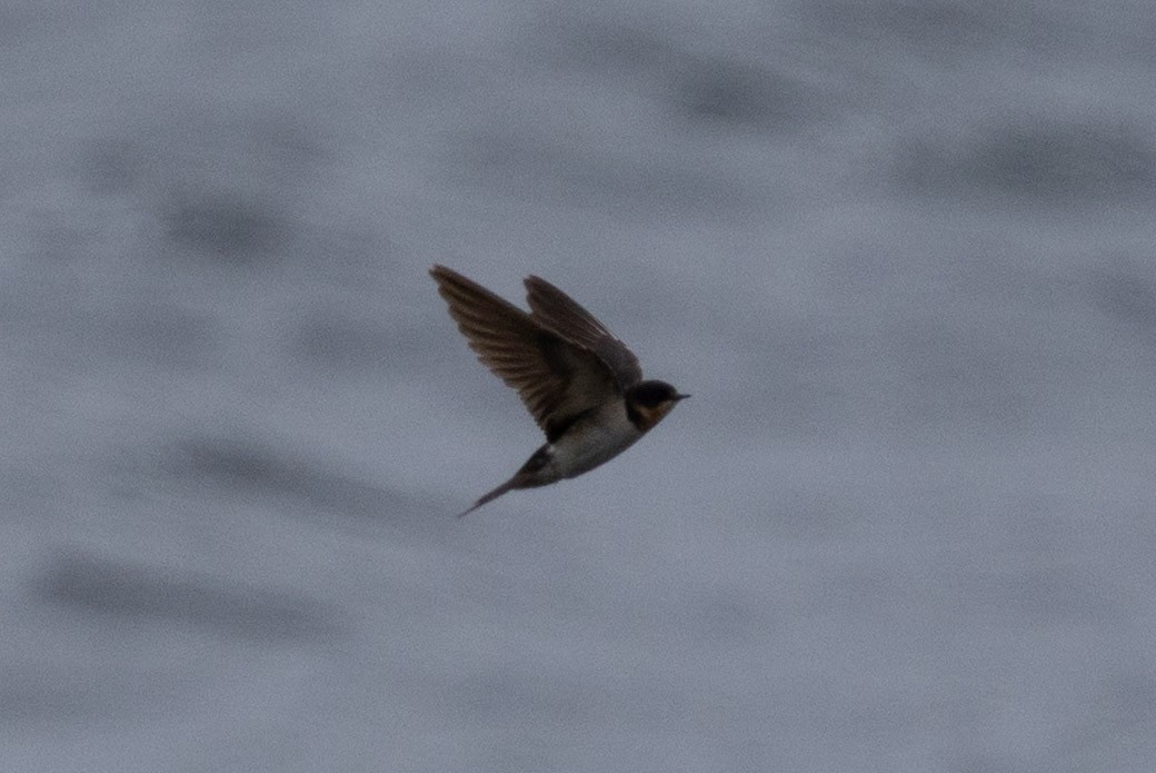 Barn Swallow - ML658306991