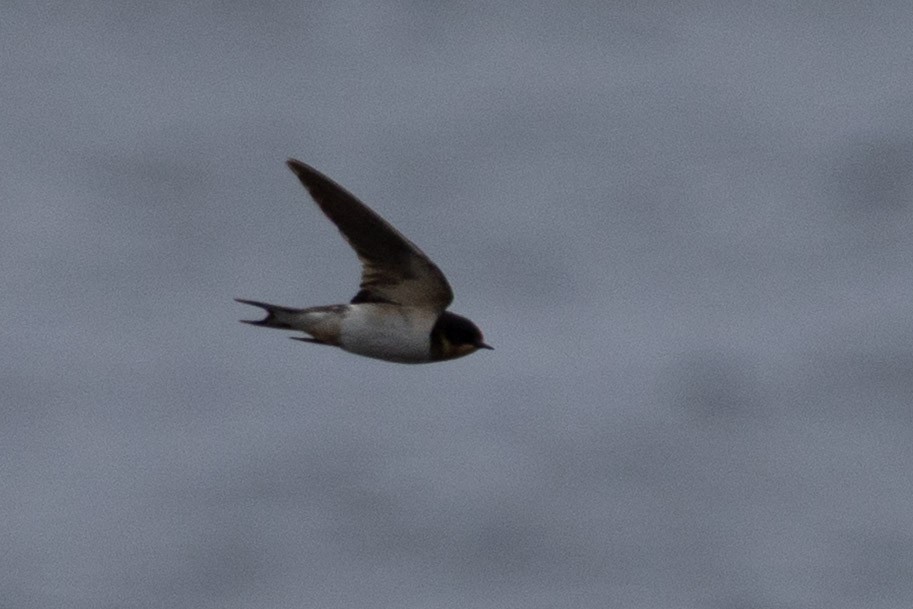 Barn Swallow - ML658306992