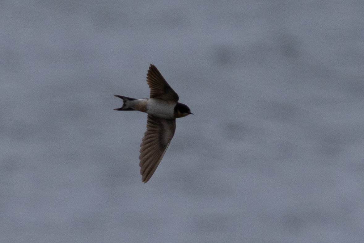 Barn Swallow - ML658306993