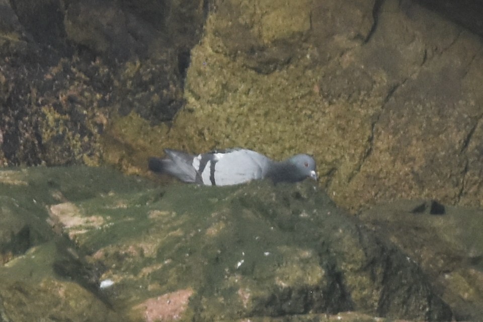 Rock Pigeon (Feral Pigeon) - ML658308893