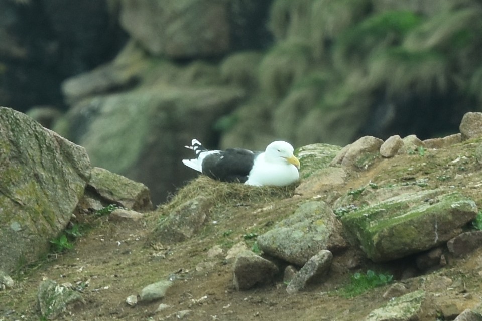 Great Black-backed Gull - ML658308909