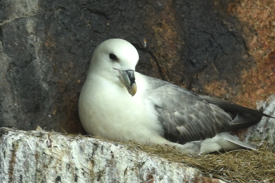 Northern Fulmar - ML658308937