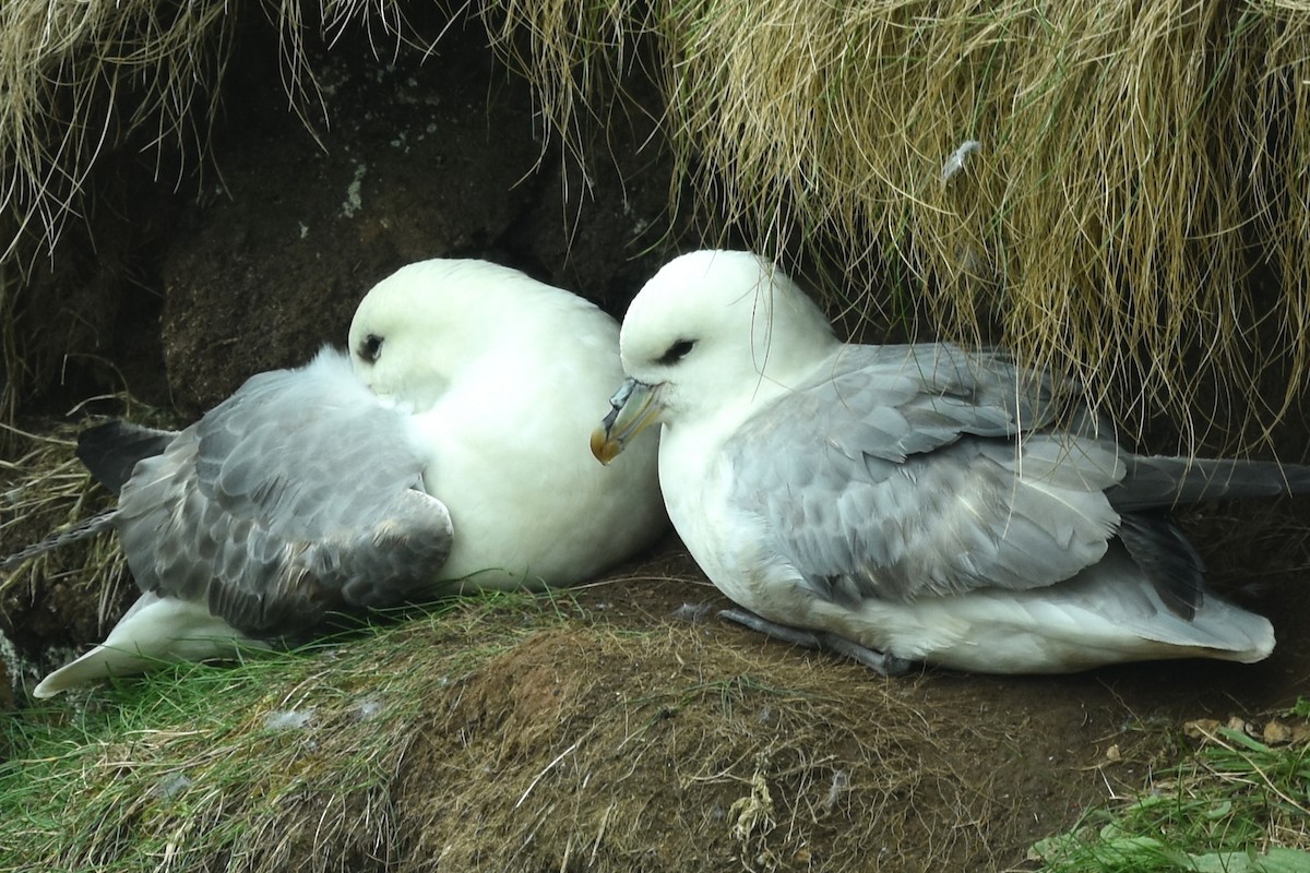 Northern Fulmar - ML658308939