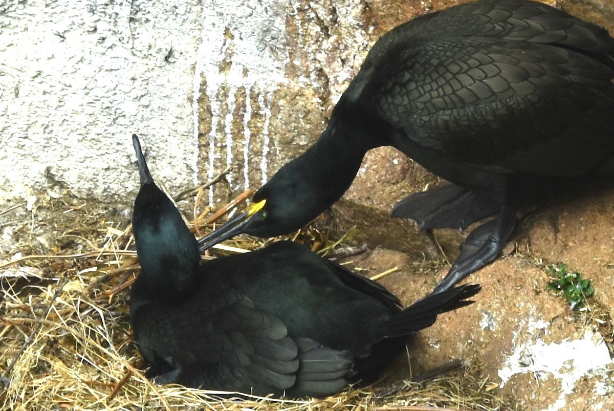 European Shag - ML658308988