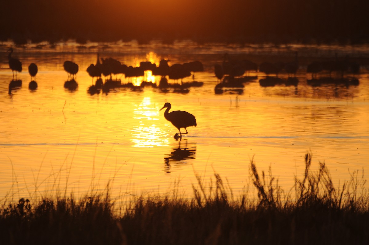Sandhill Crane