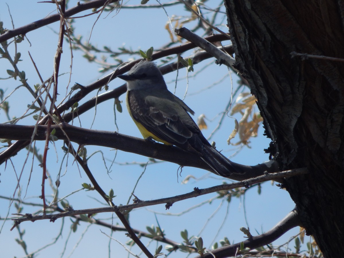 Western Kingbird - ML658310037