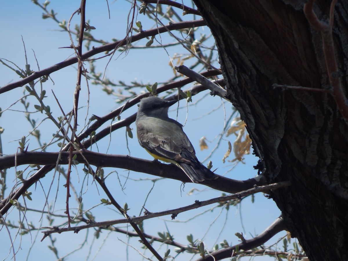 Western Kingbird - ML658310105