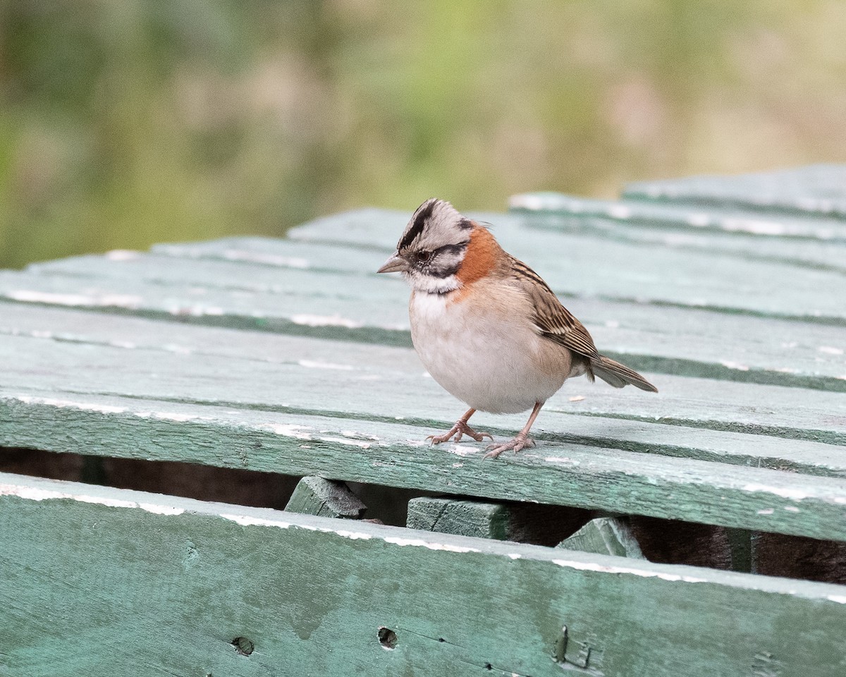 Rufous-collared Sparrow - ML658311895