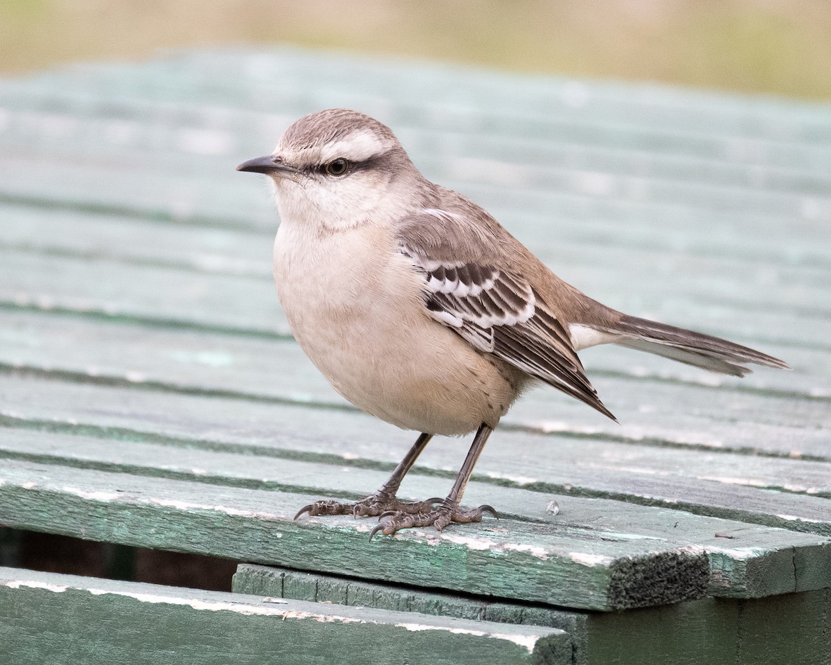 Chalk-browed Mockingbird - ML658311976