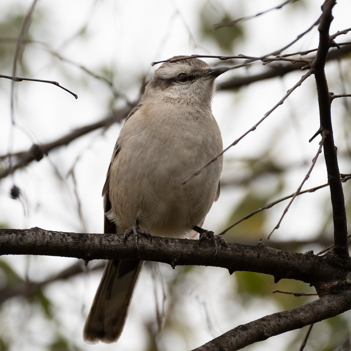 Chalk-browed Mockingbird - ML658311990