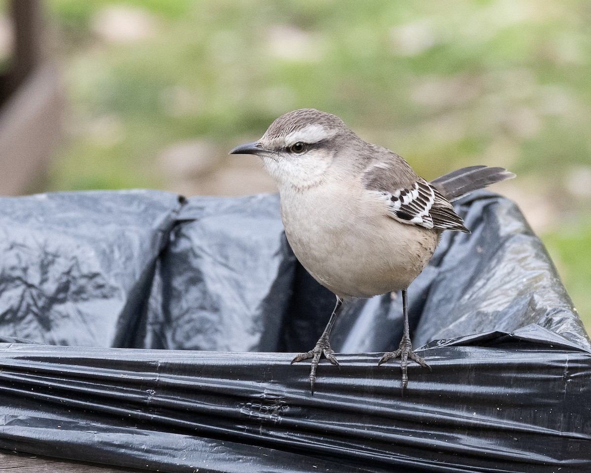 Chalk-browed Mockingbird - ML658312028