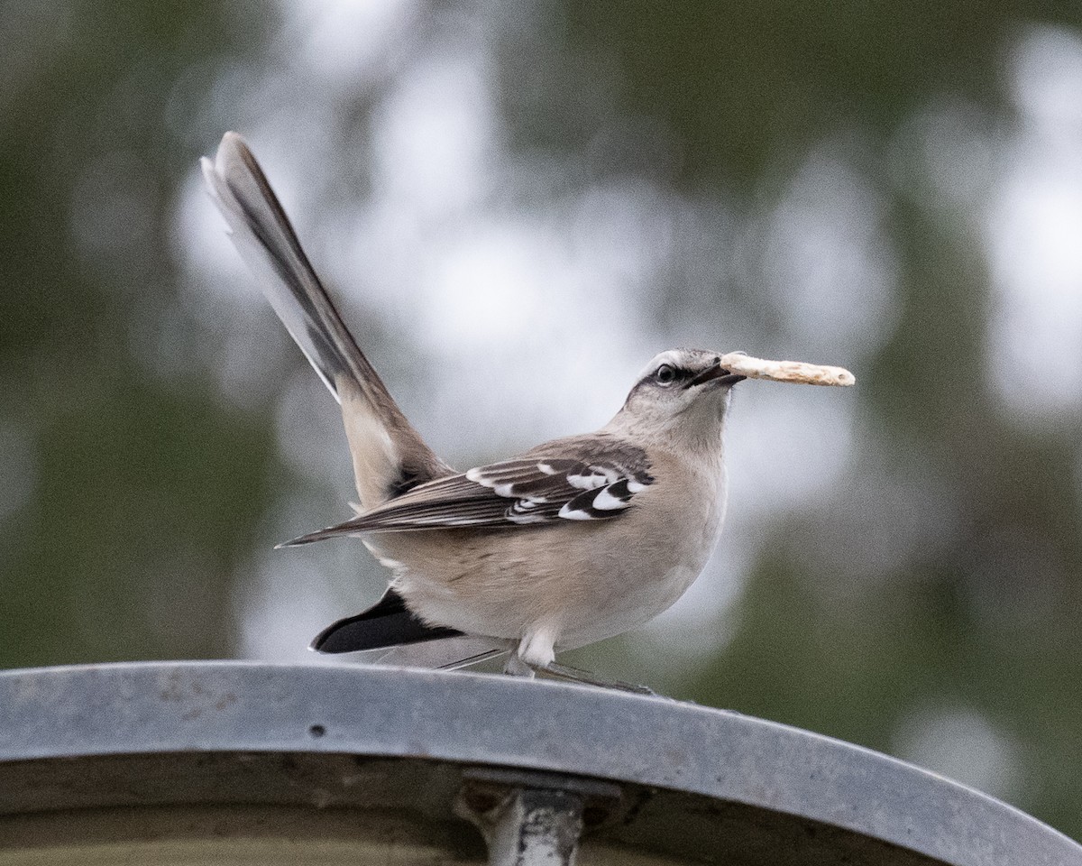 Chalk-browed Mockingbird - ML658312091